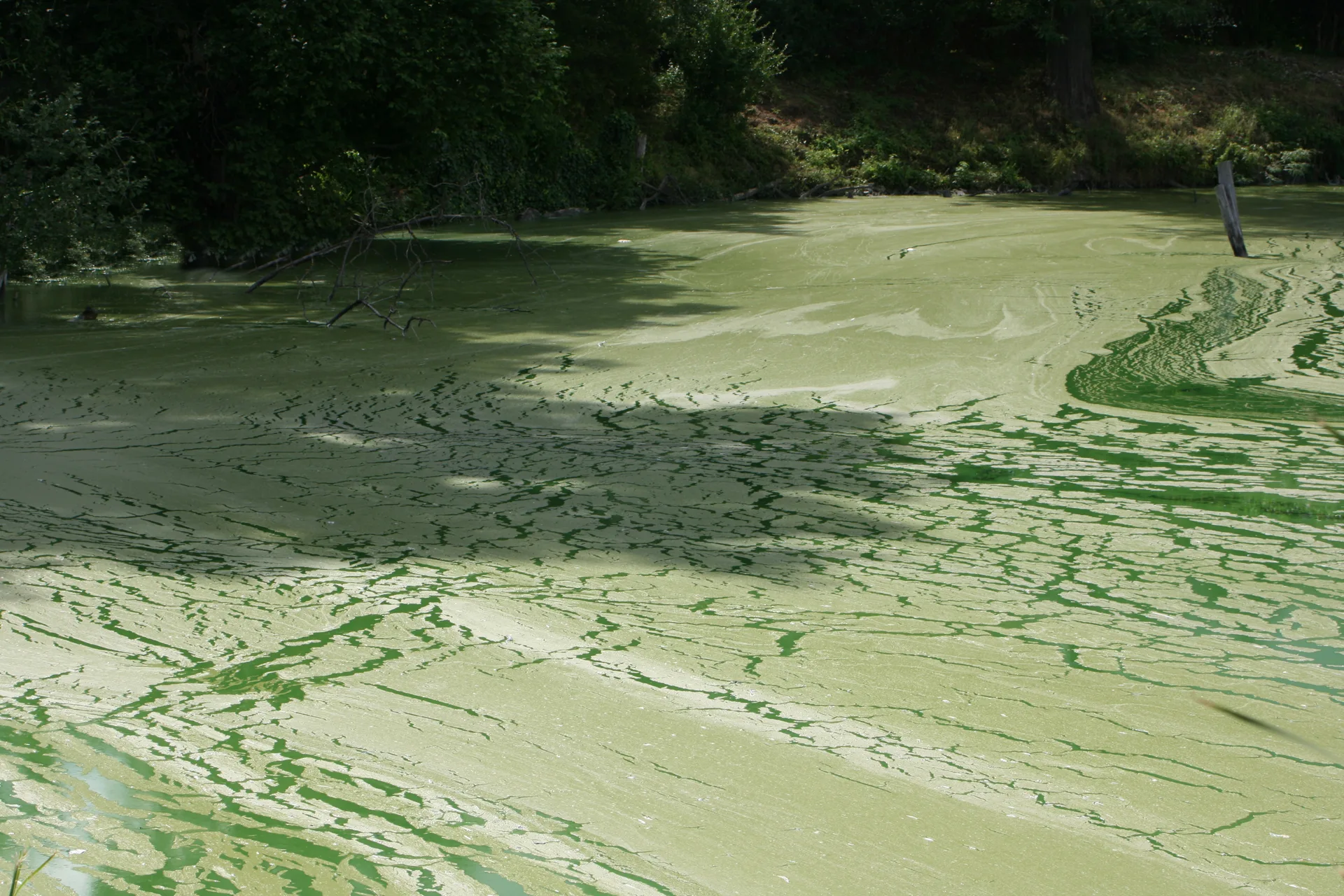 Algenbedeckte, grün-graue Wasseroberfläche vor der Behandlung — Drohnenaufnahme