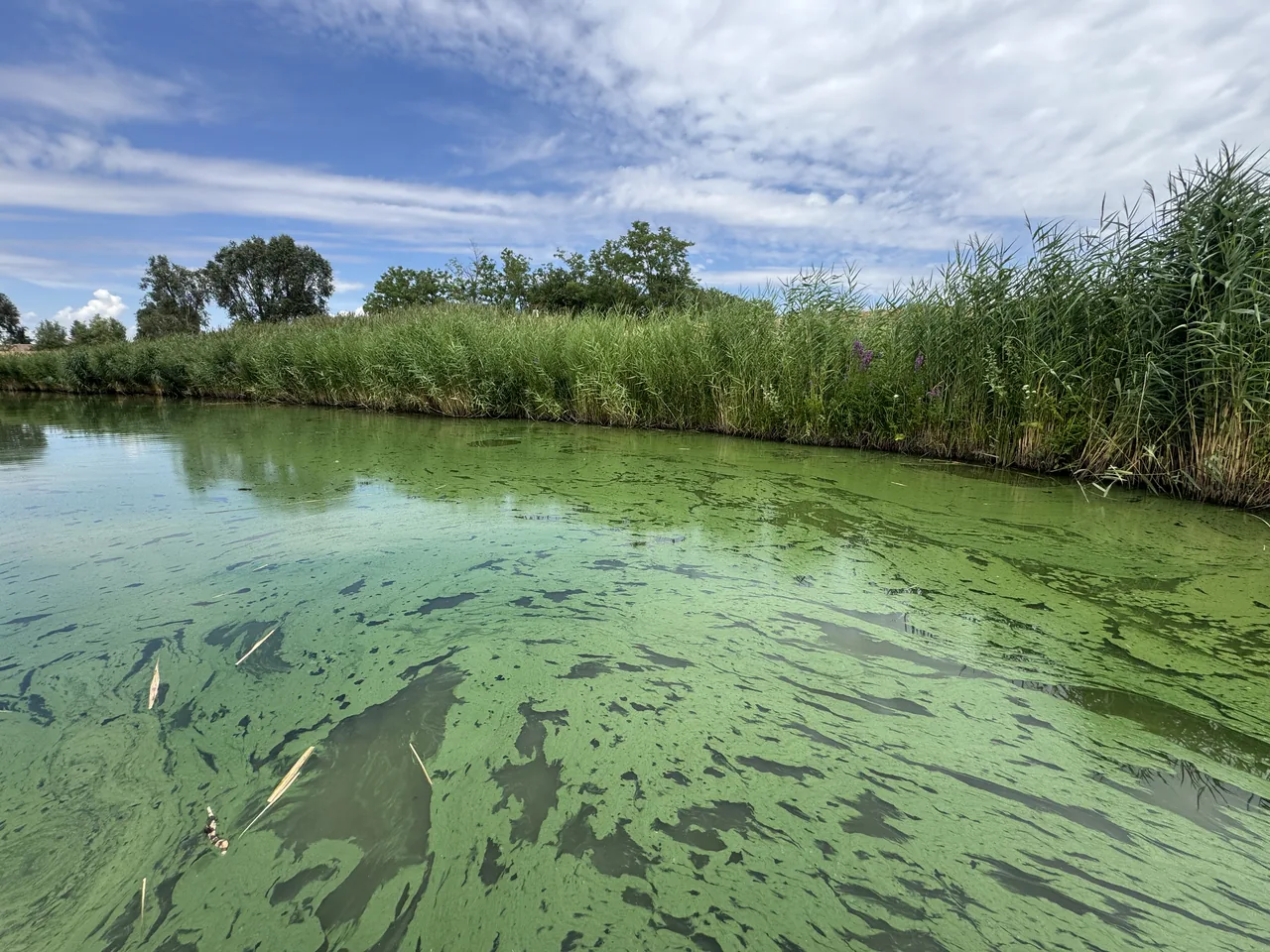 Algenwuchs auf grüner Wasseroberfläche mit Schilf