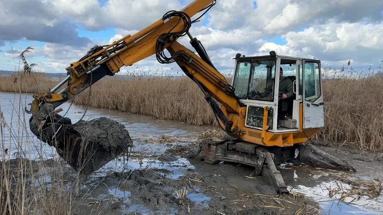 Menzimuck pók-kotró a nádasban, tele kanállal